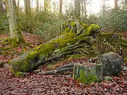 Totholz im ilexreichen Buchenwald