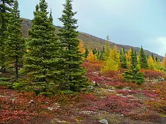 Waldtundra an der Ostküste Labradors