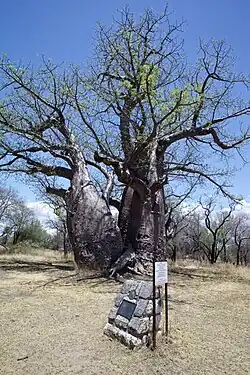Baobab bei Grootfontein