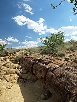 Versteinerter Baumstamm