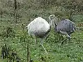 Weiße (Albino) und graue Morphe in deutscher Nandupopulation (Rhea americana)