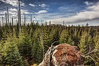 Blick vom Hohen Filzberg zum Gipfel des Lusen.