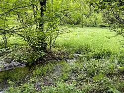 Nasswiese im NSG Brambecke