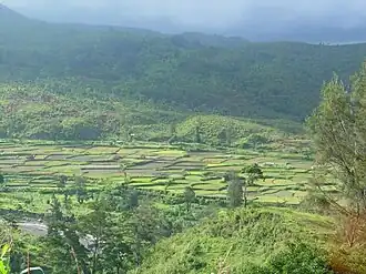 Reisfelder bei Maliana