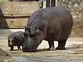 Flusspferd (Hippopotamus amphibius) mit Jungtier