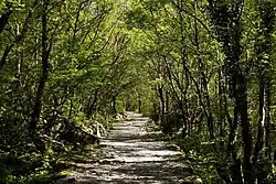 Alte Buchenwälder und Buchenurwälder der Karpaten und anderer Regionen Europas