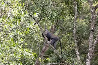 Eine Diademmeerkatze (Cercopithecus mitis) im Arusha-Nationalpark