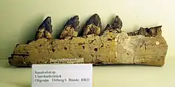 Unterkieferstück eines Squalodon sp. (Zahnwal), gefunden im Doberg, heute im Museum für Naturkunde (Berlin).