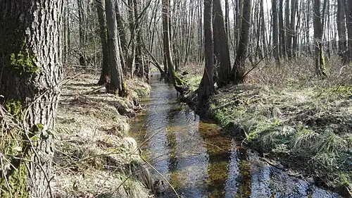 Einer der wenigen erhaltenen naturnahen Abschnitte des Dünsener Bachs am Oberlauf bei Groß Hollwedel
