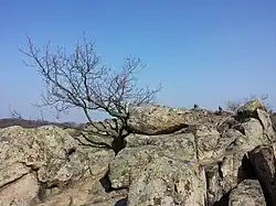 Blick von Naturdenkmal HO-044 in Richtung Nordosten zu Naturdenkmal HO-049 (mit u.&nbsp;a. Kogelsteinen und Wächterstein)