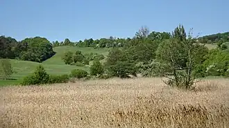 Seggenried und Schilfröhricht im Feuchtbereich.