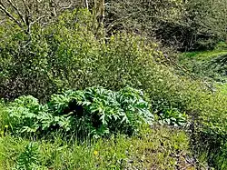 Ausbreitung des Riesen-Bärenklau beeinträchtigt das NSG