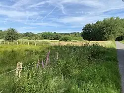 Große zentrale Grünfläche im NSG