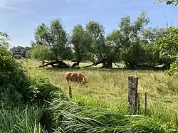 Extensiv beweidete Wiese mit alten Weiden am Brucher Weg