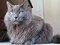 Nebelung-Kater