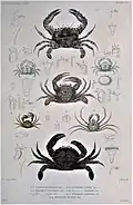 Nectocarcinus antarcticus, Thranita coeruleipes; Charybdis (Charybdis) rosea, Nepinnotheres latipes, Pinnotheres globosus, Halicarcinus planatus & Hymenosoma depressum im Atlas zu Voyage au Pôle Sud