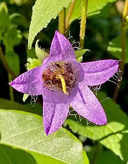 Nesselblättrige Glockenblume