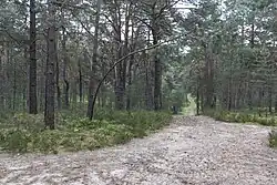 Neumarkter Sanddünen