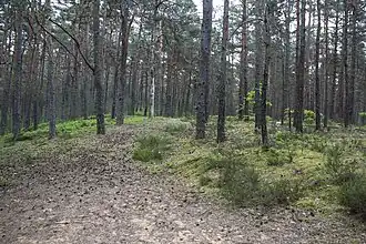 Ansicht einer Flugsanddüne