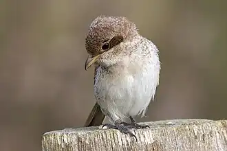 Neuntöterweibchen auf Pfahl