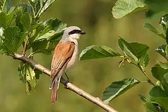 Neuntöter (Lanius collurio) – im NSG heimisch