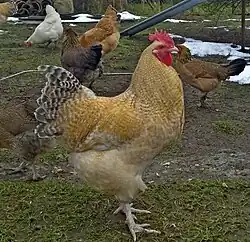 Hahn, gelbsperber, 6 Monate alt