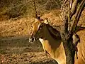 Nilgauantilope im Gir-Nationalpark