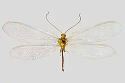 Ein präpariertes Exemplar