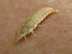 Larve von Nineta flava