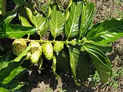 Noni (junge Blätter und Triebe)