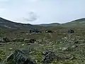 Dovrefjell / Reinheim