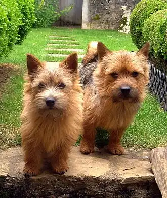 Norwich Terrier