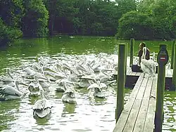 Fütterung der Pelikane