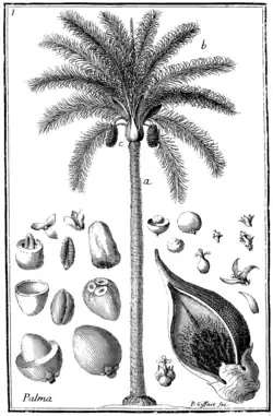 Tafel 1: „Palma“