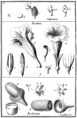Tafel 2: „Camara“ „Ruellia“ „Borbonia“