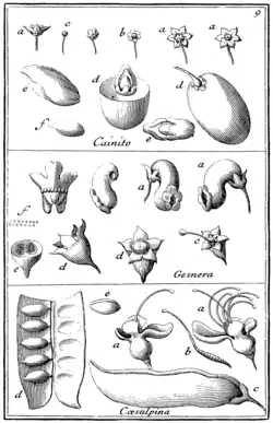 Tafel 9: „Cainito“ „Gesneria“ „Caesalpina“