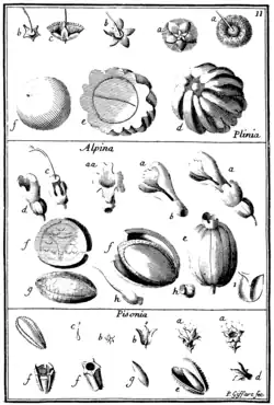 Tafel 11: „Plinia“ „Alpina“ „Pisonia“