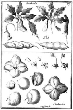Tafel 13: „Bauhinia“ „Plukenetia“