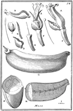 Tafel 34: „Musa“