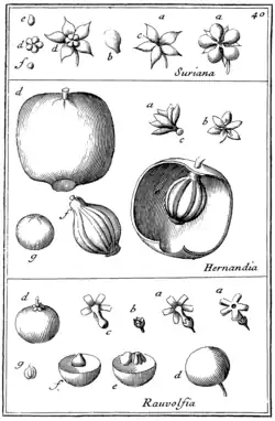 Tafel 40: „Suriana“ „Hernandia“ „Rauvolfia“