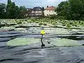 Schwimmende Gelbe Teichrose oberhalb des Mühlgrabenabzweigs