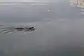 Nutria durchschwimmt den Sonnensee zu seiner Wasserweide.