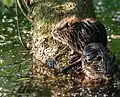Junge Nutrias in Kocks Loch