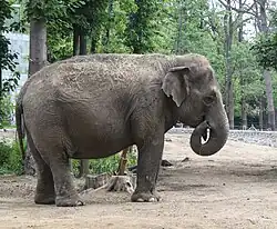 Indischer Elefant