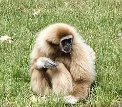 Weißhandgibbon