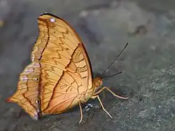 Flügelunterseite Männchen (Monsunzeit)