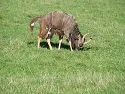 Nyala, Männchen