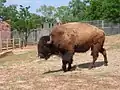 Amerikanischer Bison