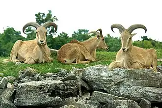 Mähnenspringer (Ammotragus lervia)