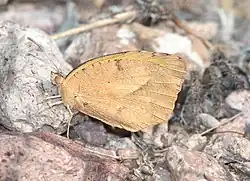 Flügelunterseite Winterform